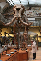 Mammouth à la galerie d'anatomie comparée - Jardin des Plantes