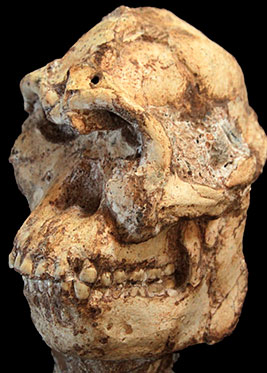 Australopithecus prometheus