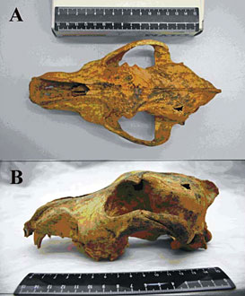 Un crâne de chien domestiqué trouvé en Sibérie et daté de - 33 000 ans 