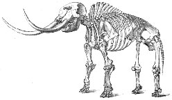 Squelette de mastodonte