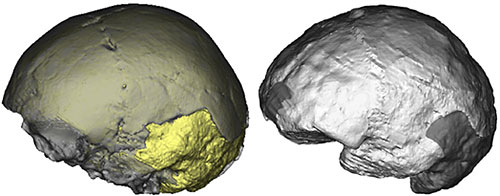 Images 3D du crne de Mojokerto et de sa matrice sdimentaire et reconstruction de son endocrne 