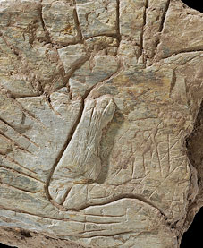 Des gravures de 14000 ans en Bretagne 