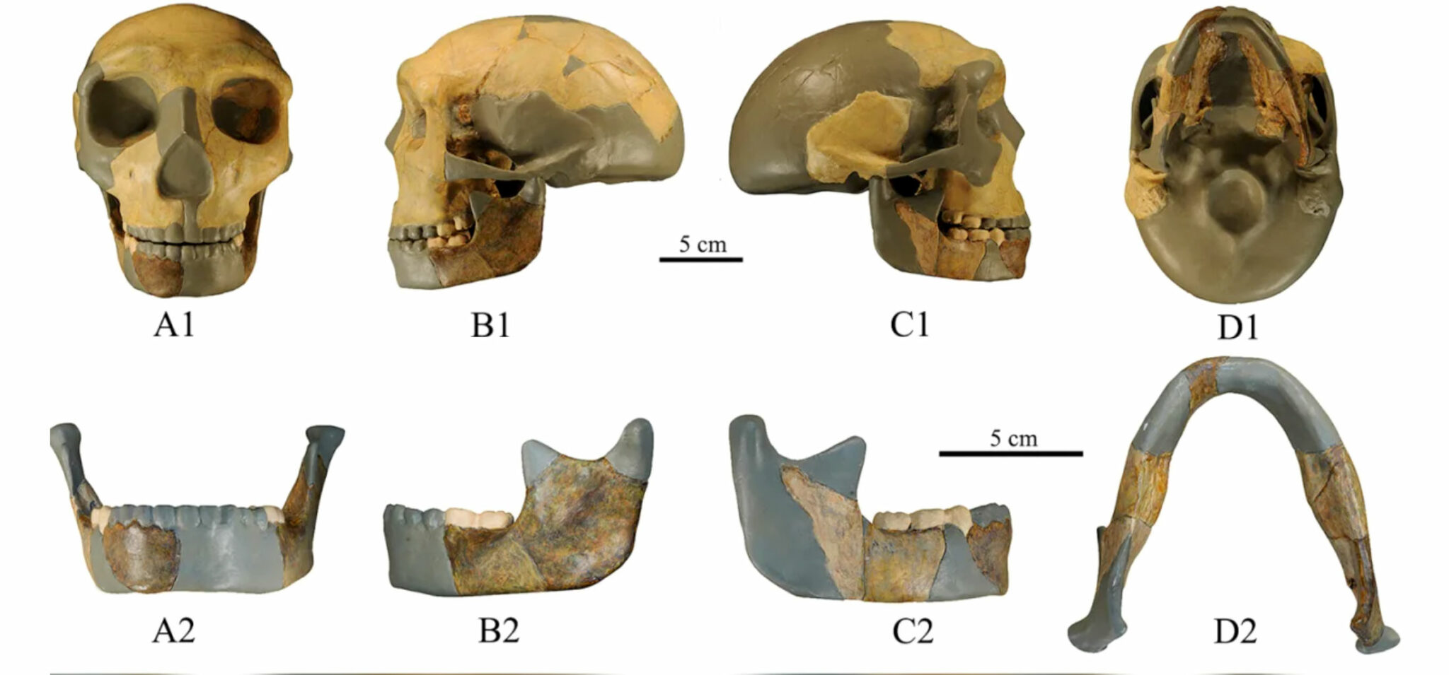 Mus E Arch Ologique Lac De Paladru Hominides