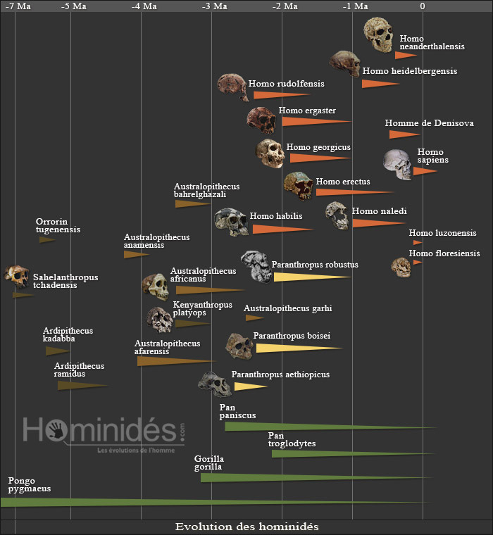 Arbre généalogique des hommes préhistoriques