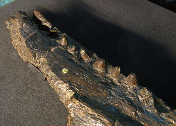 Sarcosuchus