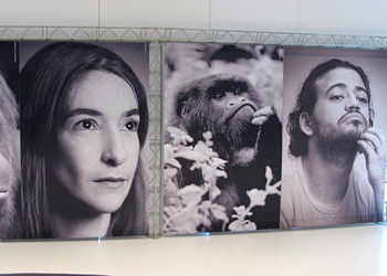 visages de primates