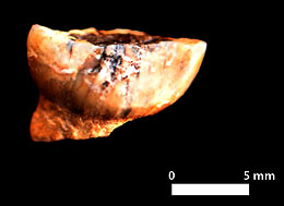 Une dent de lait sur le site de Terra Amata