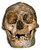 Homo floresiensis