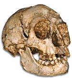 Homo floresiensis