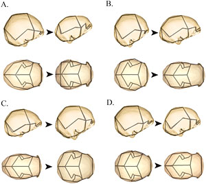 Morphométrie géométrique