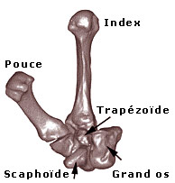 Les os du poignet d'Homo floresiensis