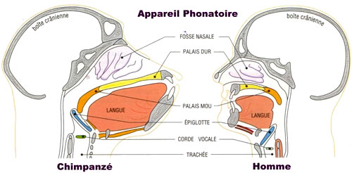 Appalreil phonatoire Homme et Chimpanzé