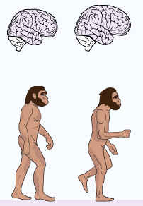 La taille du corps en relation avec celle du cerveau ? 