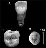 Dents humaine Buran-Kaya