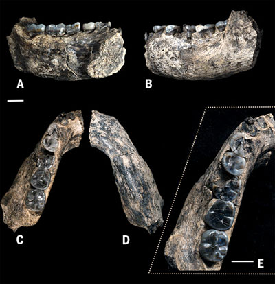 Mandibule des débuts de la lignée Homo