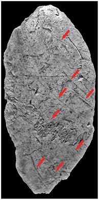 Fronto-parietal humain du site de Buran-Kaya III