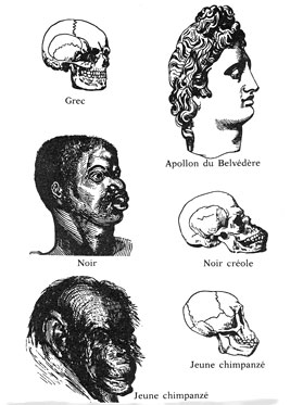 Echelle unilinéaire des races humaines selon Nott et Gliddon en 1868...