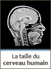 Taille du cerveau de l'homme