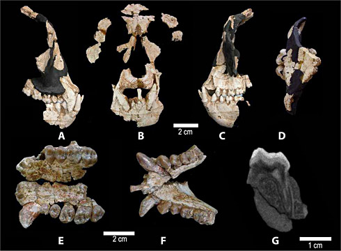 Anoiapithecus brevirostris