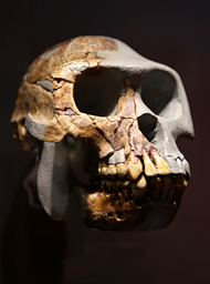 Crâne Ardipithecus armidus