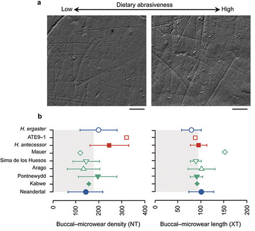 Comparasion des stries microscopiques sir les dents d'hominidés