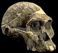 Australopithecus africanus