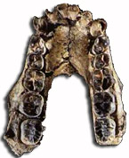 Australopithecus anamensis