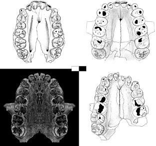 Palais et dentition d'australopithecus gahri