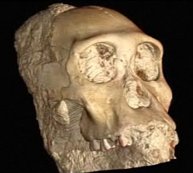 Australopithecus sediba à l'ESRF