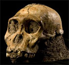 Australopithecus sediba