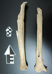 les ossements d'Homo sapiens en Chine datant de - 40 000 ans