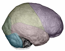 Morphing du Crâne de Cro-Magnon