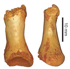 Neandertal et Sapiens se sont metissés une première fois il y a 100 000 ans