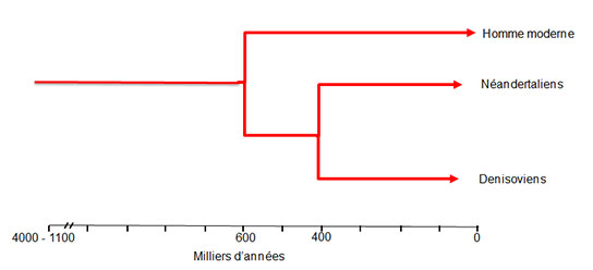 Relations phylétiques Néandertal Denisoviens et Sapiens