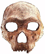 Heidelbergensis - Petralona