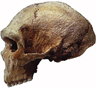 Homo heidelbergensis