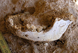 Homo erectus : la mandibule complète trouvée au Maroc