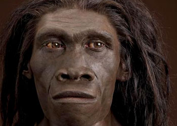 Homo erectus reconstitution