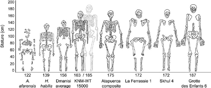 Compararion des tailles de differents hominidés dont l'enfant de Nariokotome