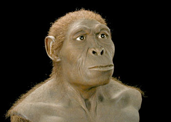 Homo habilis