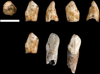 Canines Homo naledi 