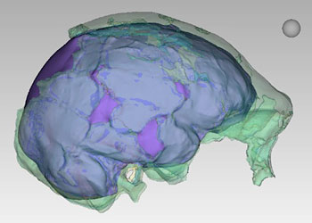 Endocrâne Homo naledi