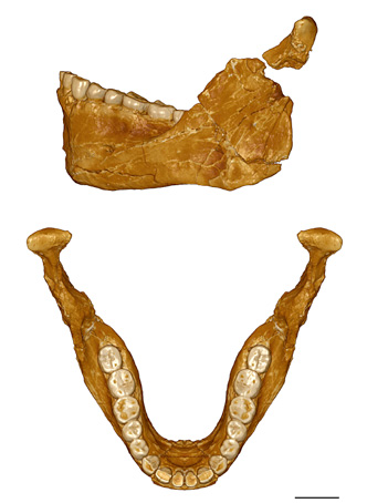 Mandibule Irhoud 11