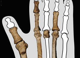 Os du pied de la nouvelle espece d'hominidé découverte en Ethiopie par Yohannes Haile-Selassie of the Cleveland Museum of Natural History