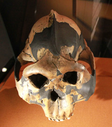 Paranthropus boisei crâne vue du dessus