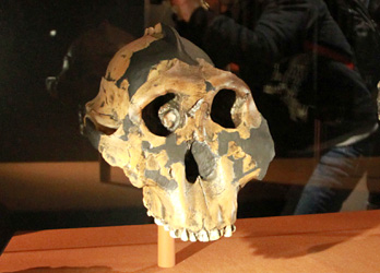 Paranthropus boisei - crâne de face