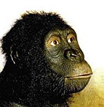 Reconstitution du crâne d'Australopithecus anamensis