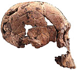 Homo rudolfensis KNM-ER 1490