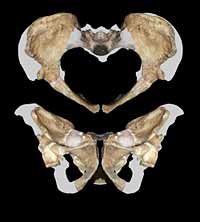 bassin australopithecus sediba