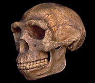 Sinanthropus